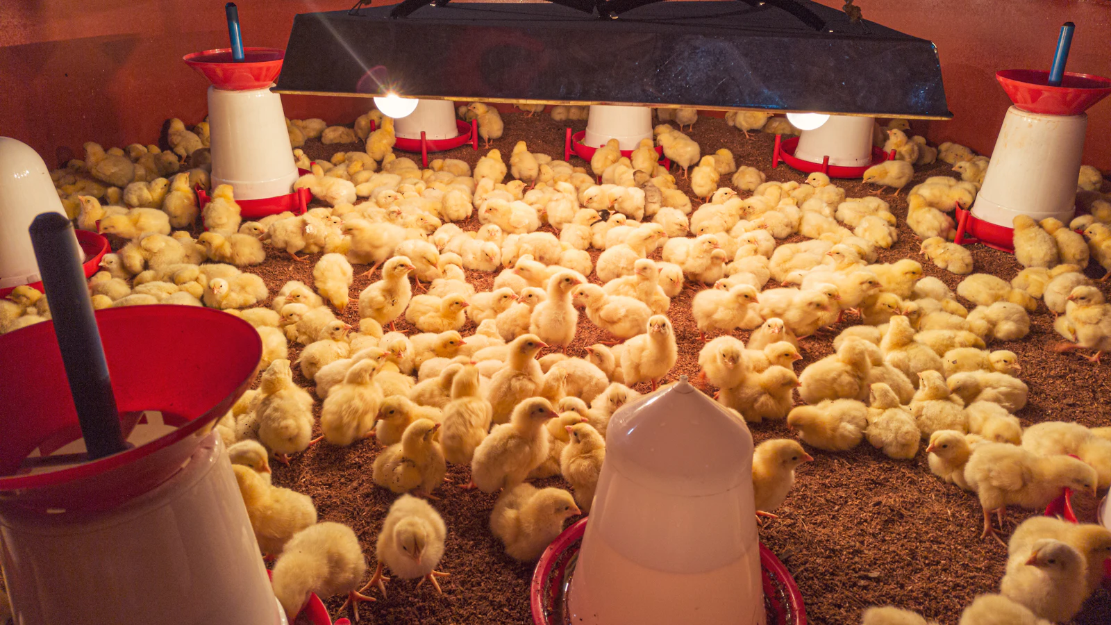 Day-old chicks in a brooder