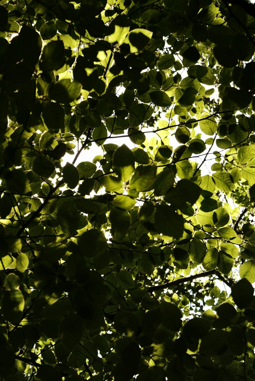 the sun shining through the leaves of a tree