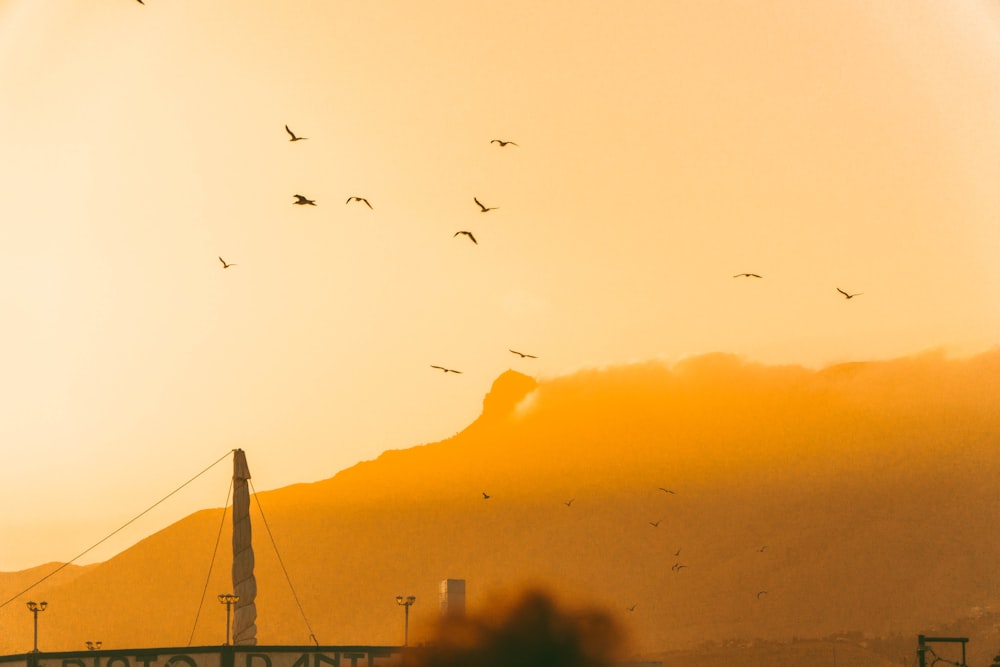 a flock of birds flying over a mountain at sunset