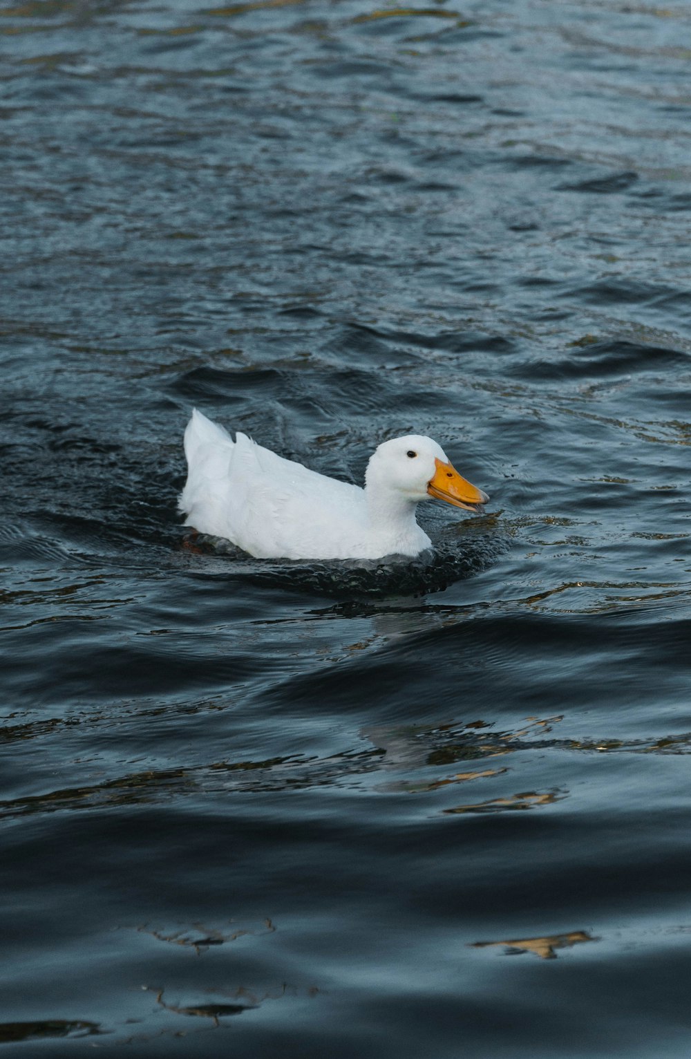 um pato branco flutuando em cima de um corpo de água