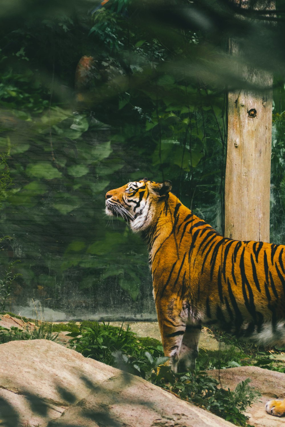 a tiger standing on top of a lush green field