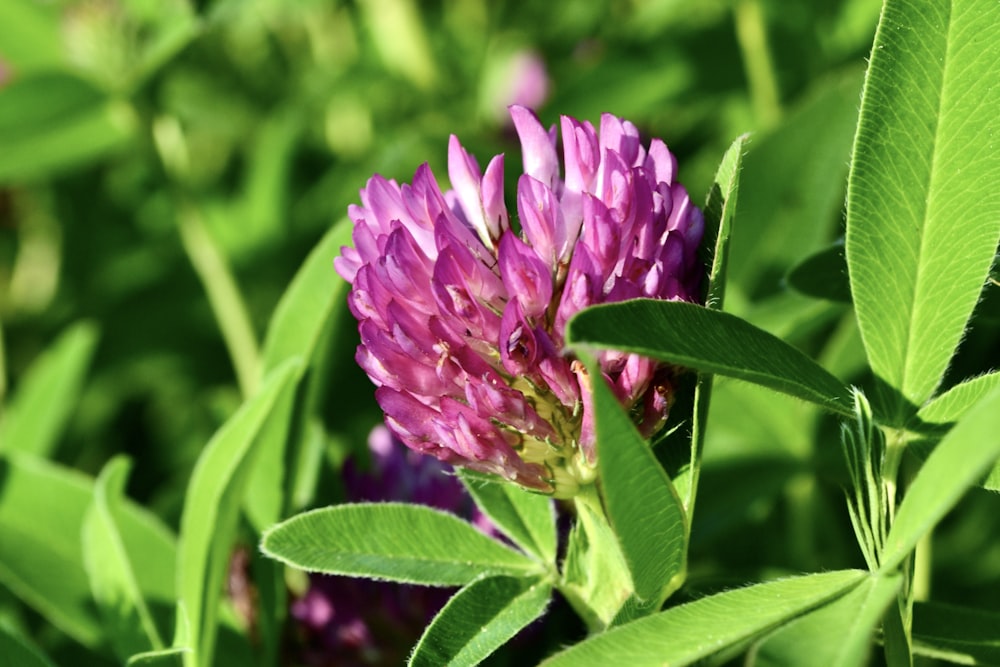 a close up of a purple flower with green leaves