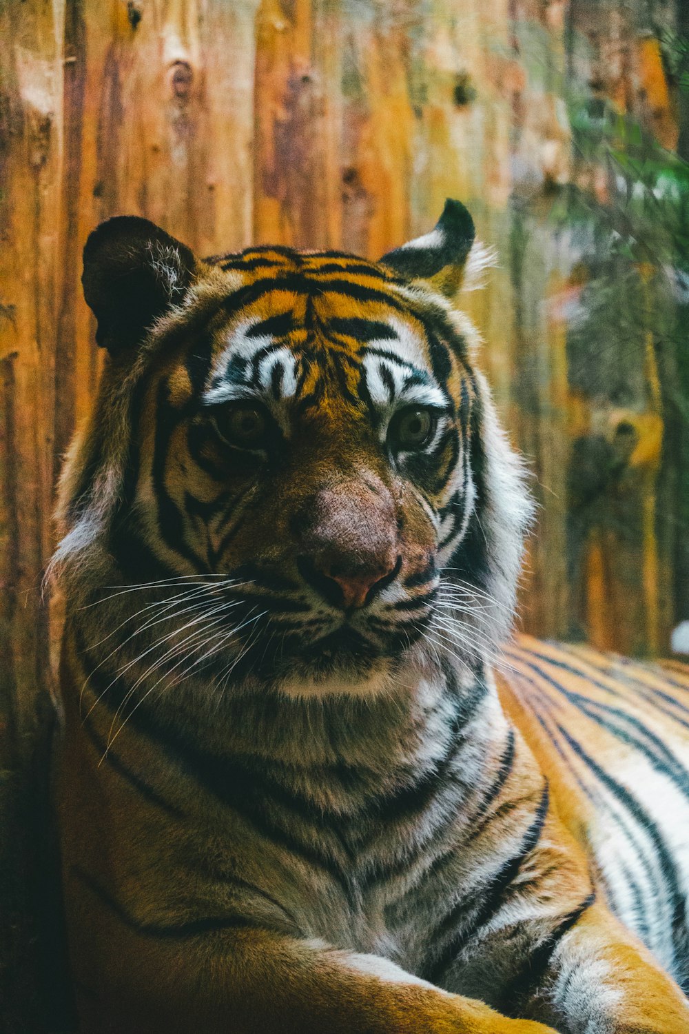 a close up of a tiger laying on a bed