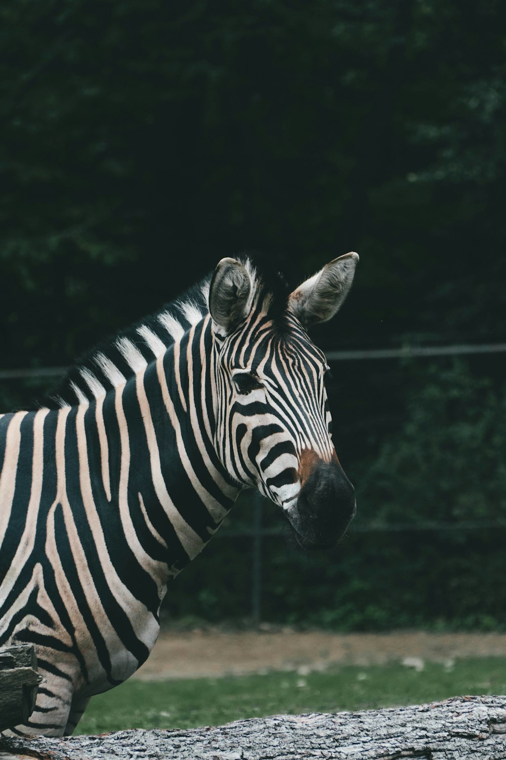 ein Zebra, das auf einem üppig grünen Feld steht