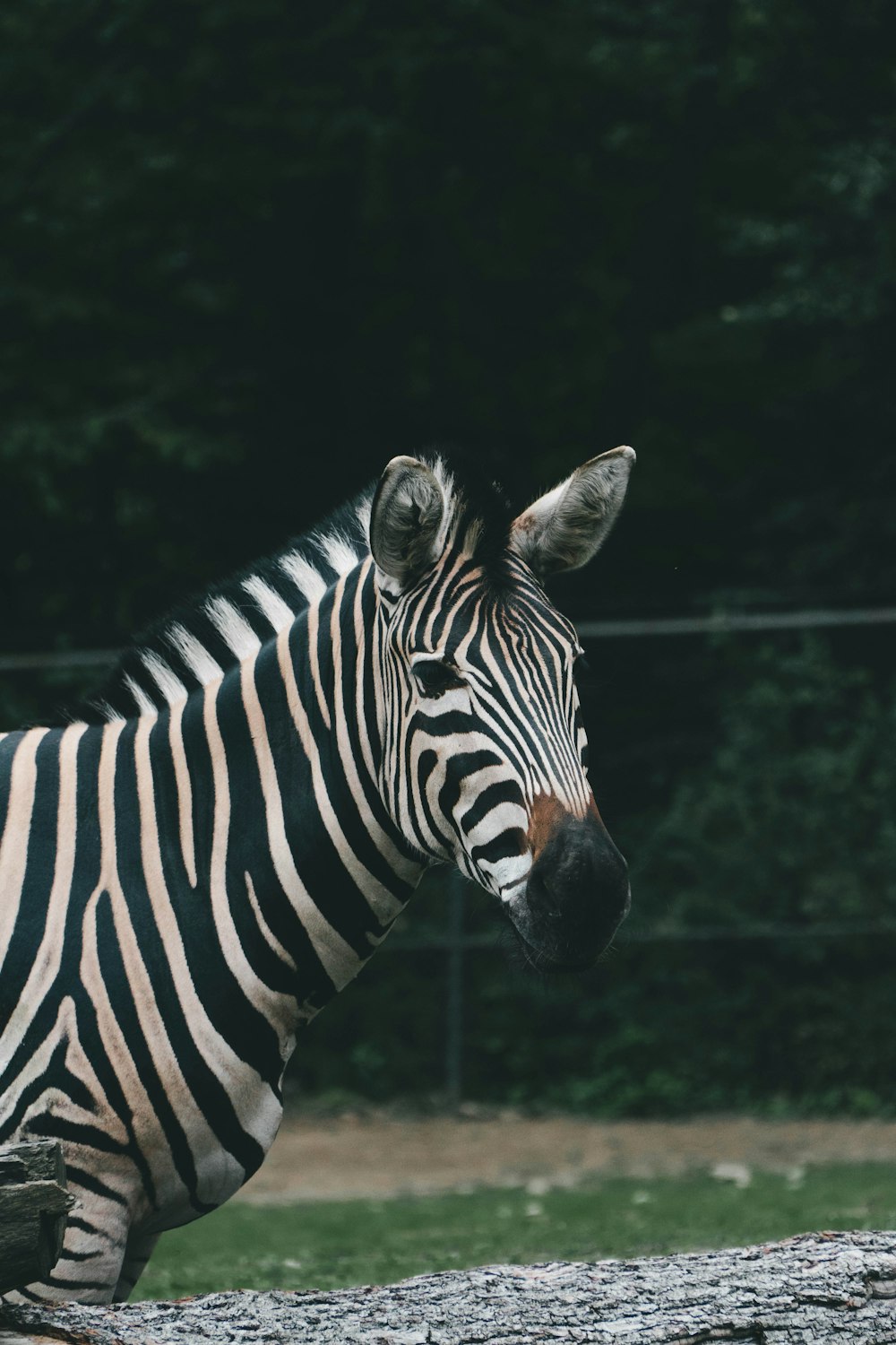 a zebra standing on top of a lush green field