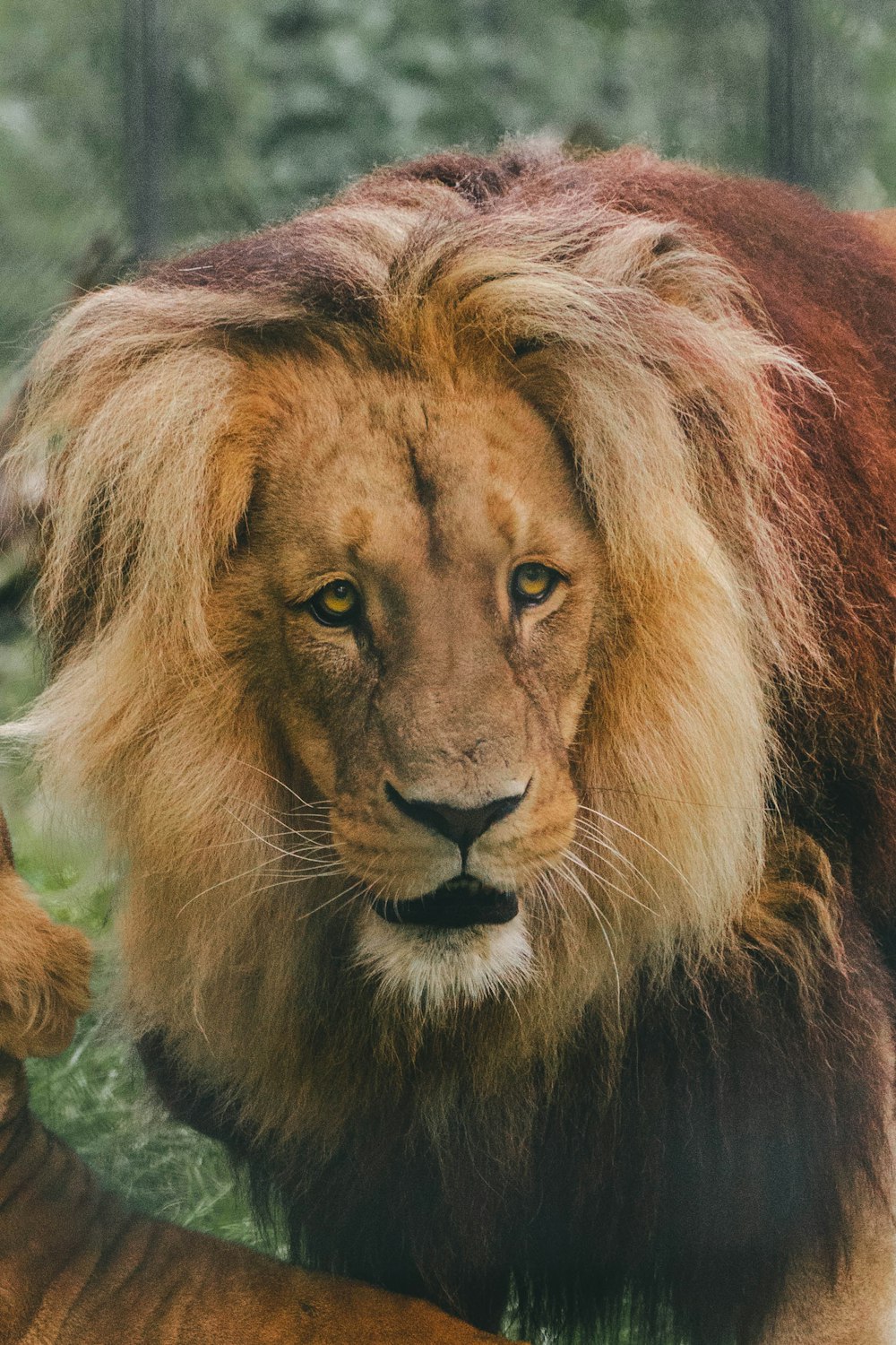 a large lion standing next to a baby lion