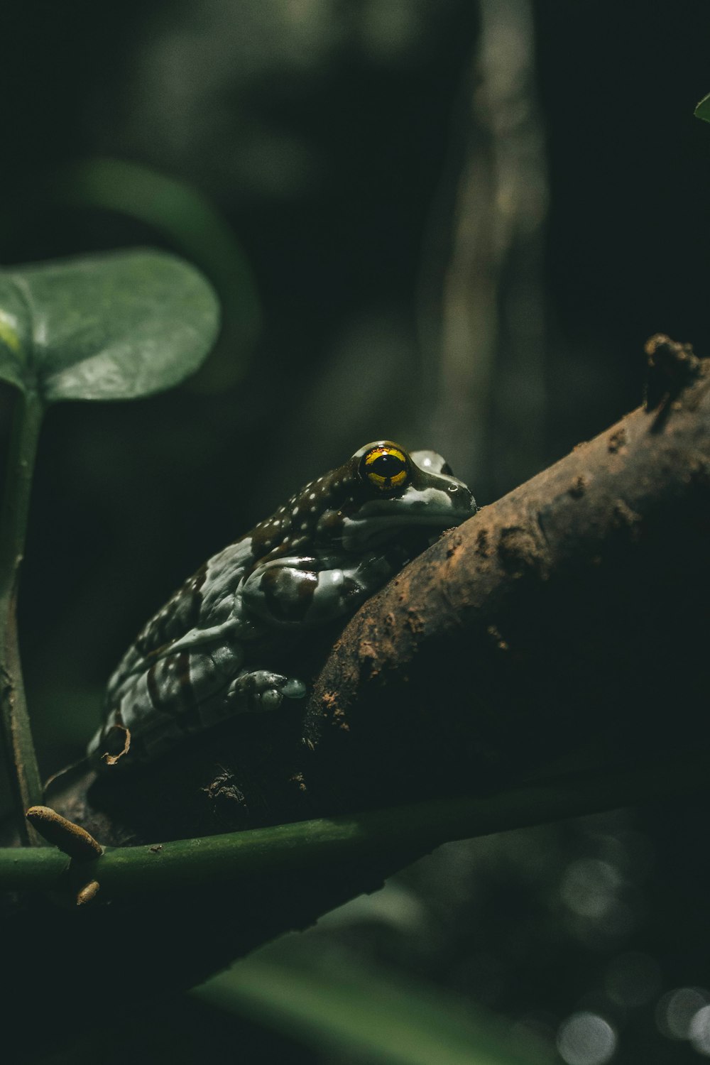 Ein Frosch, der auf einem Ast in einem Wald sitzt