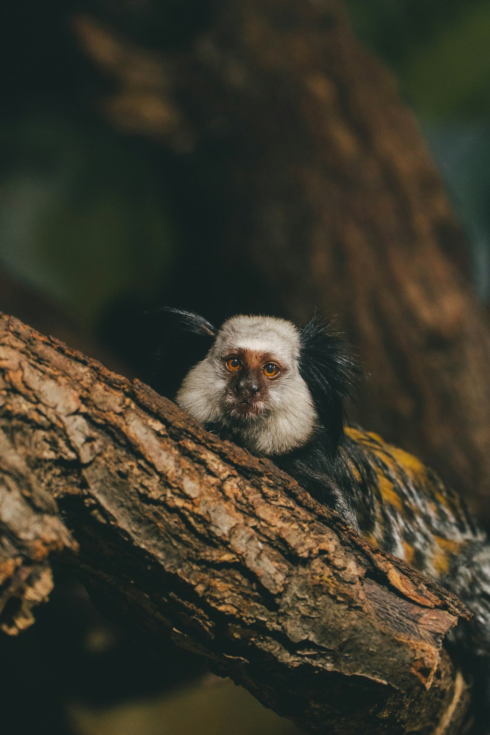 a small monkey sitting on top of a tree branch