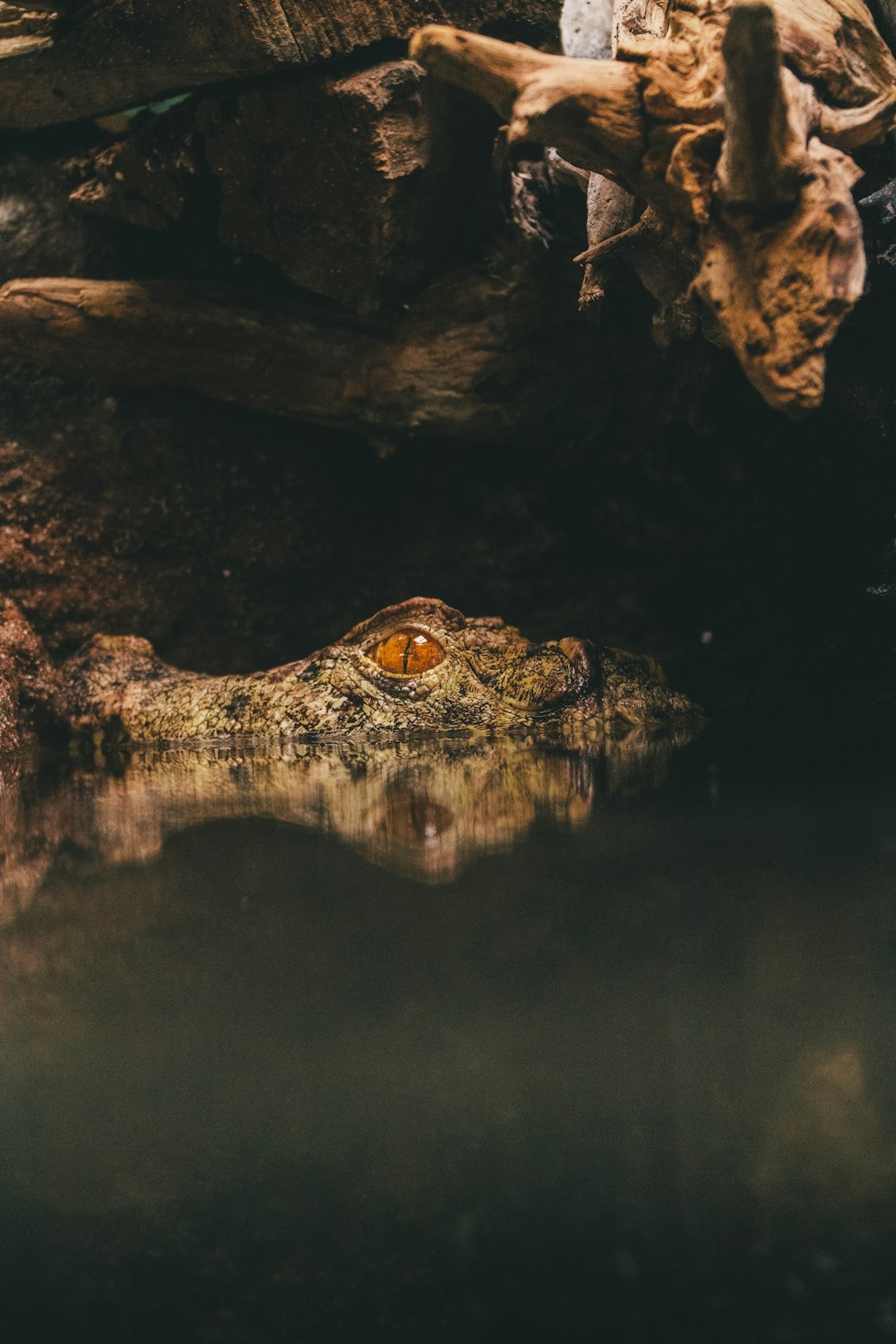 a large alligator laying on top of a body of water