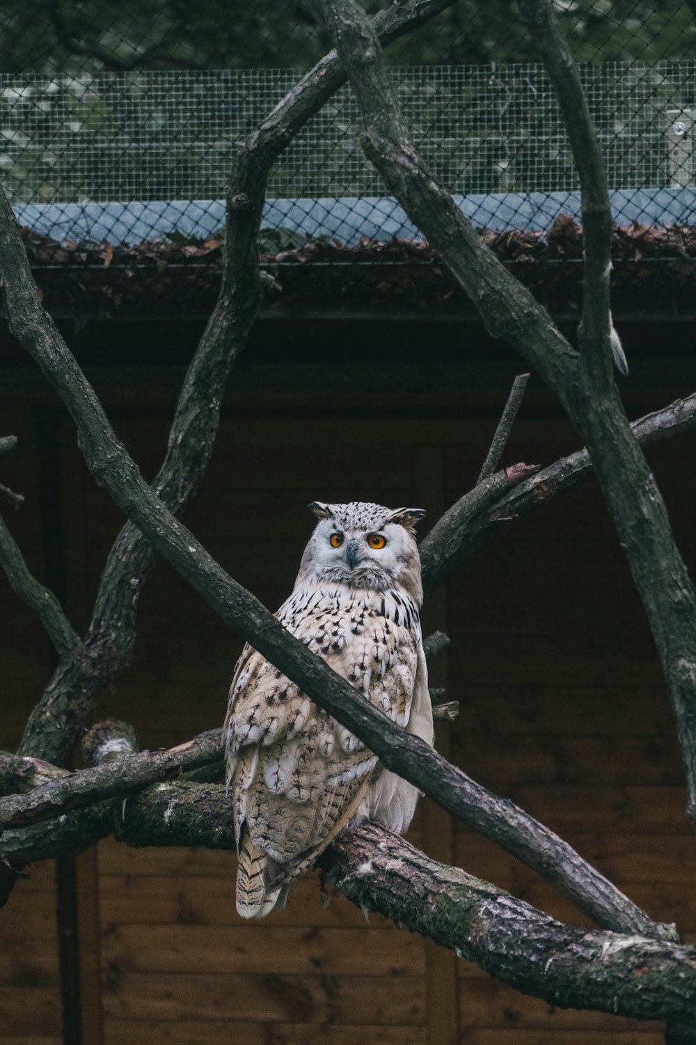 an owl is perched on a tree branch