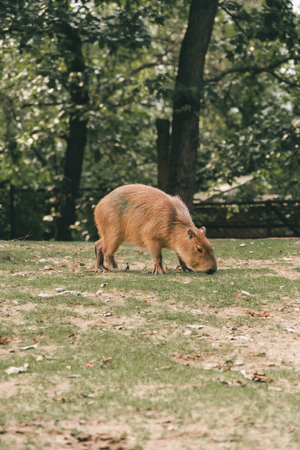 a large brown animal standing on top of a lush green field