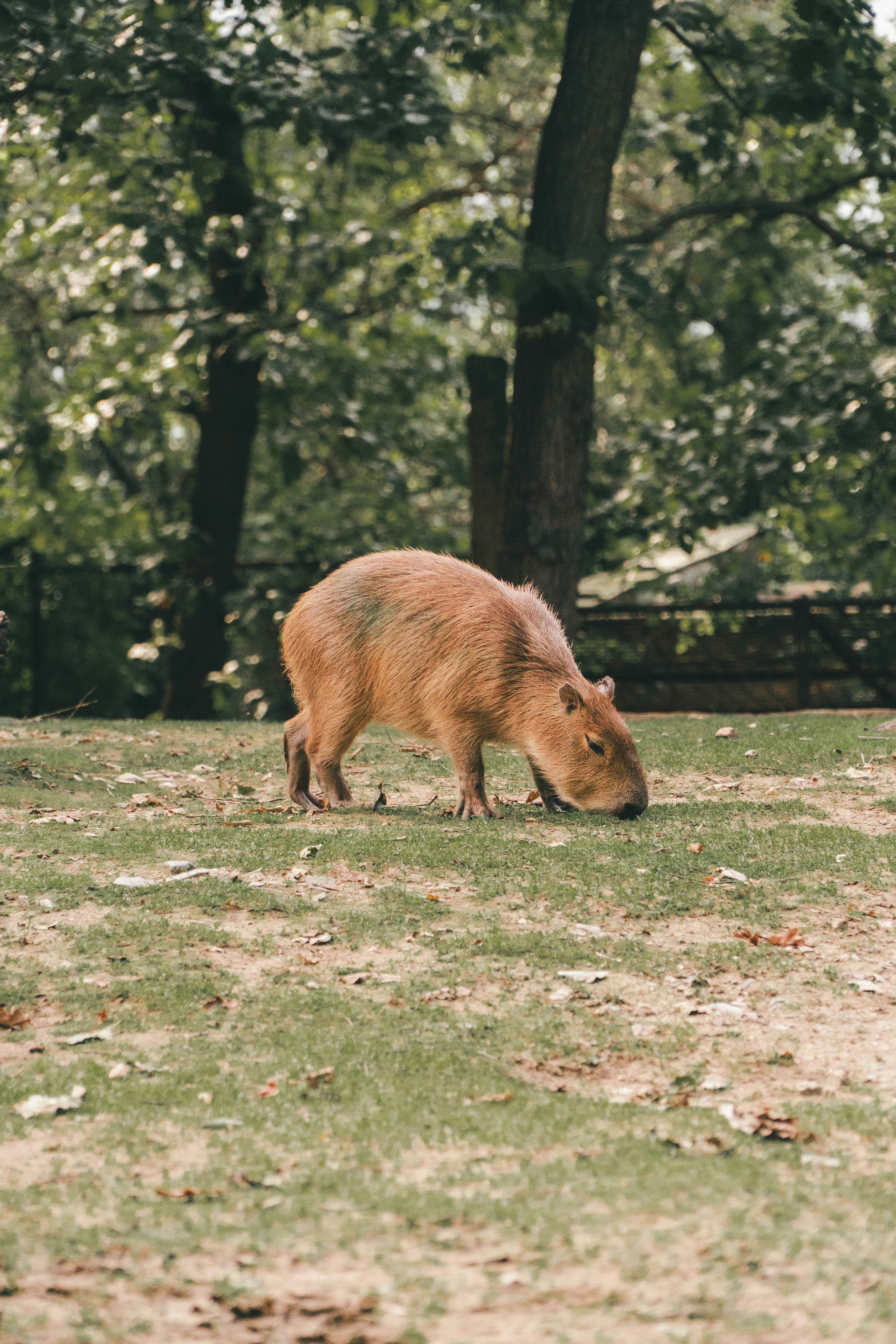 The Value of Pet Simulations: A Guide for Capybara Owners