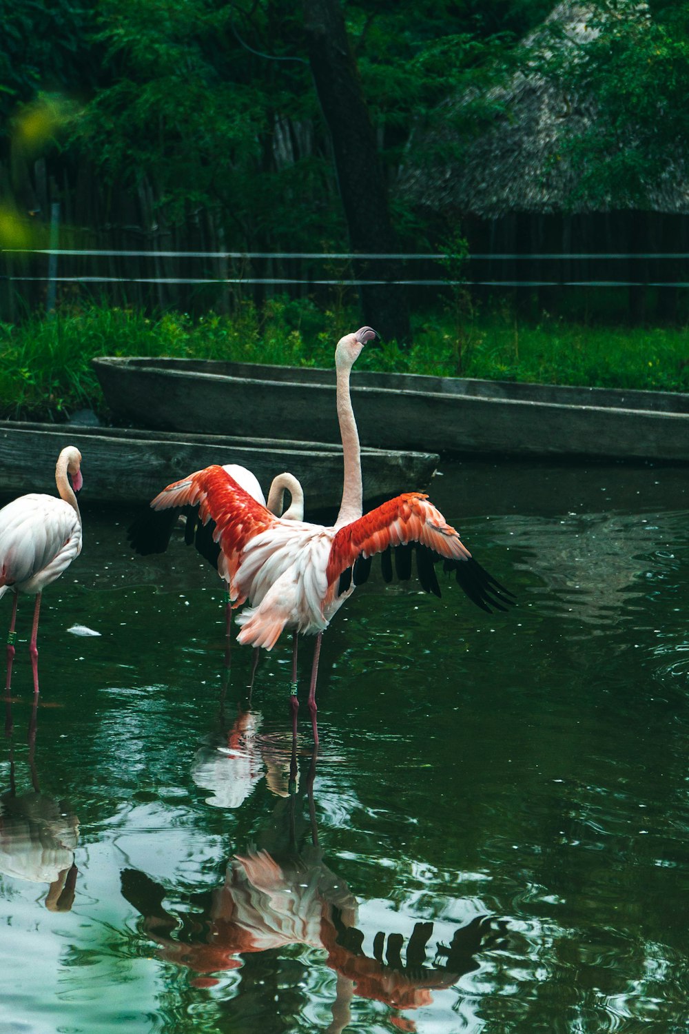 a group of flamingos standing in a body of water