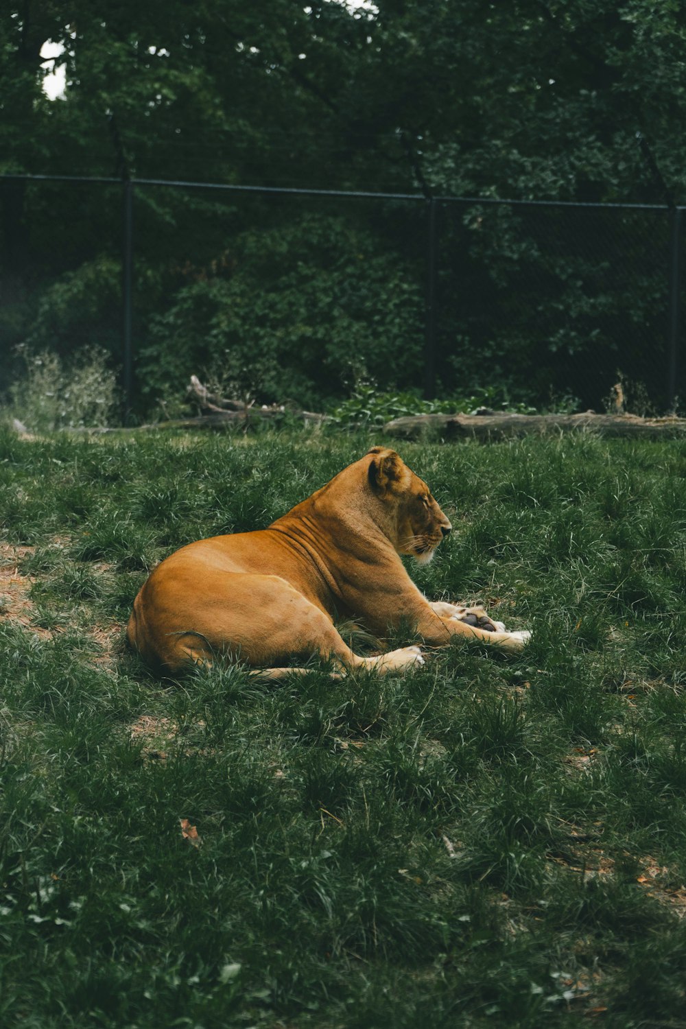 a lion laying in the grass near a fence