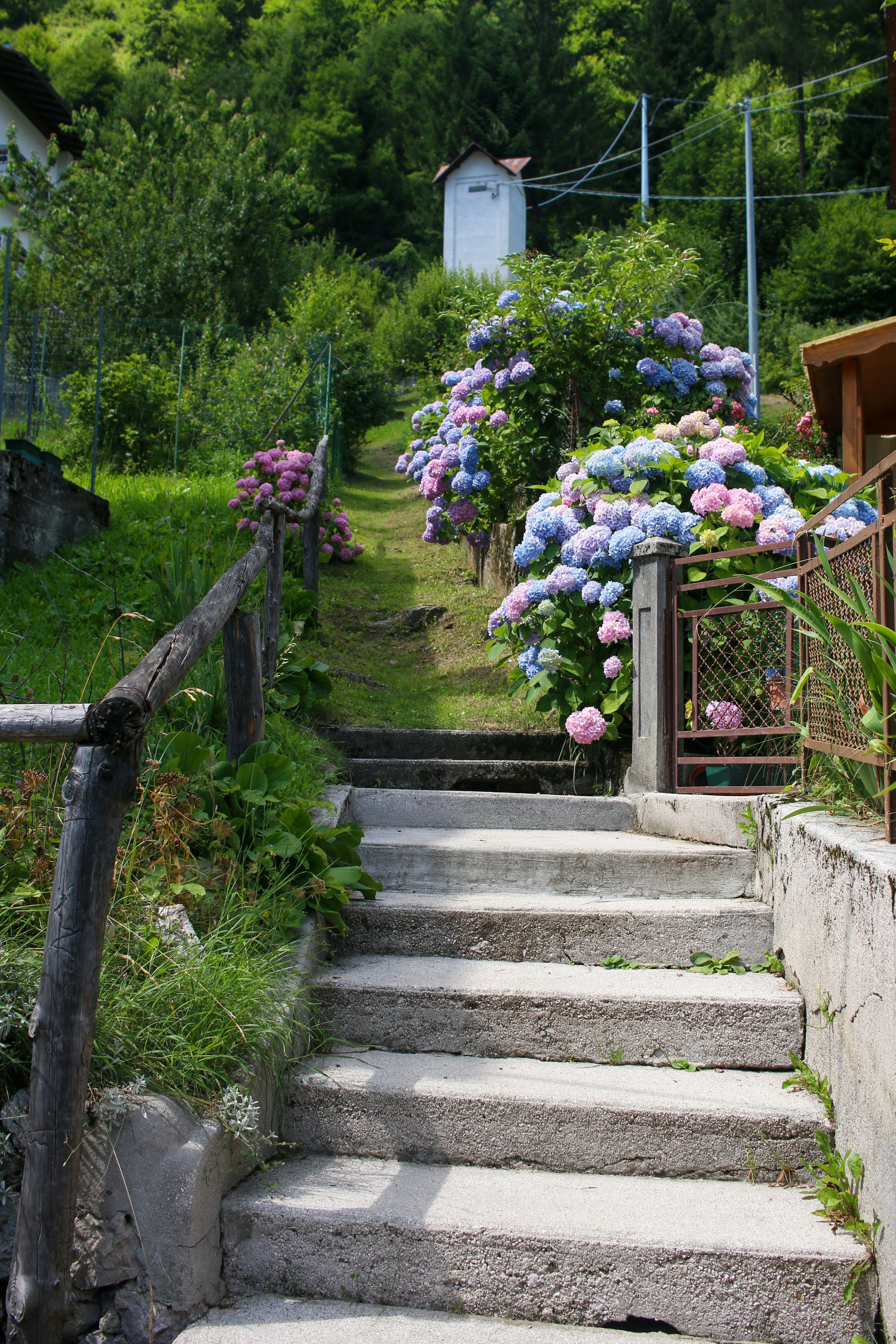 a bunch of flowers that are on some steps
