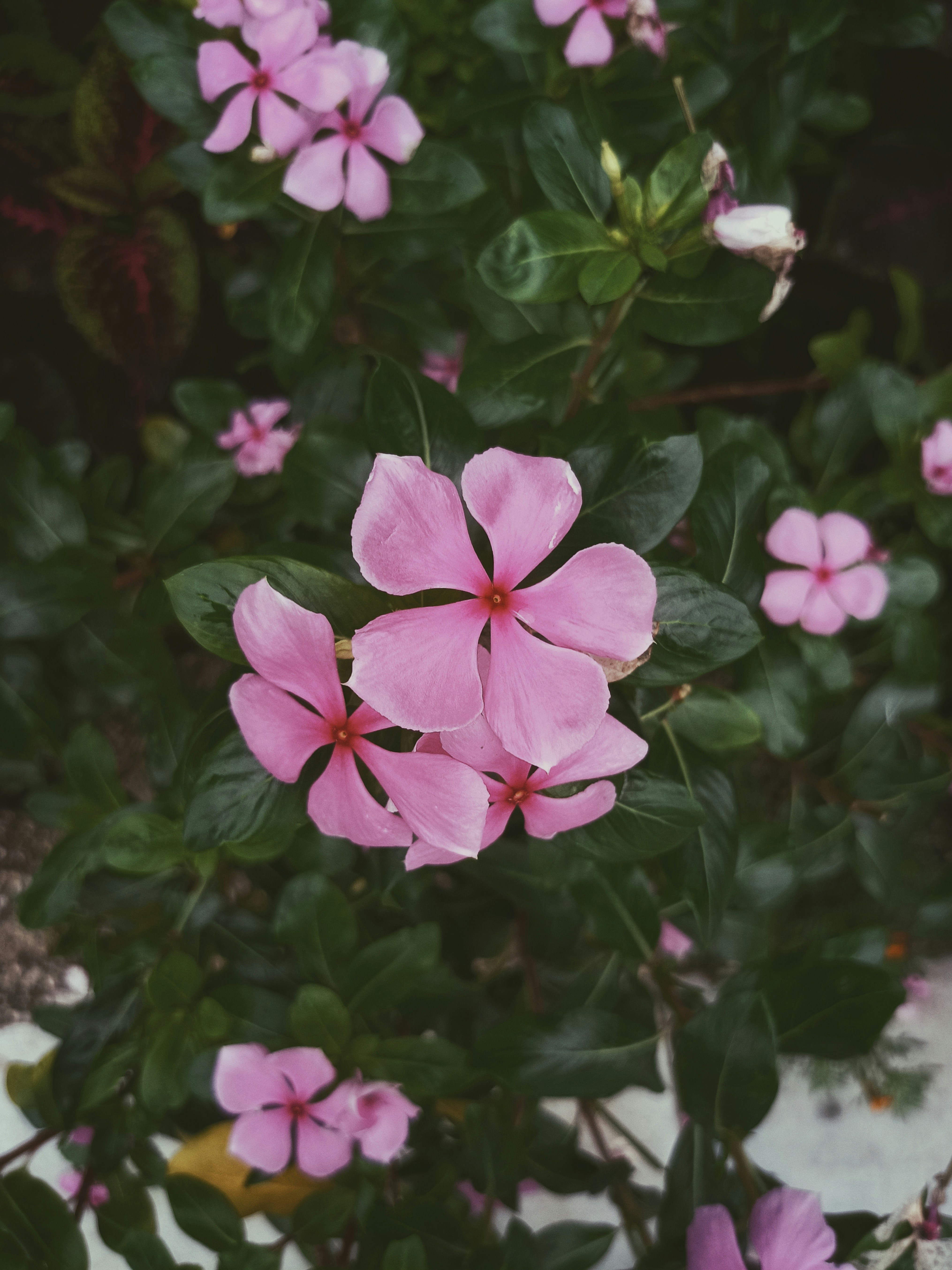 A bunch of pink flowers that are blooming photo Free Jabalpur Image