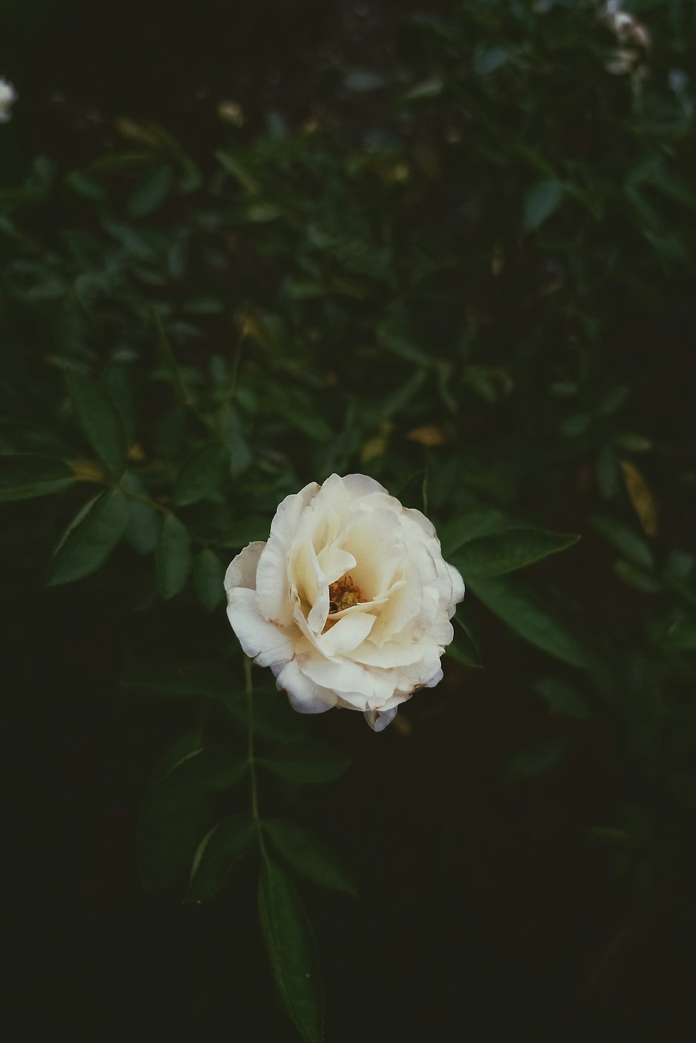 Una rosa blanca está floreciendo en un jardín