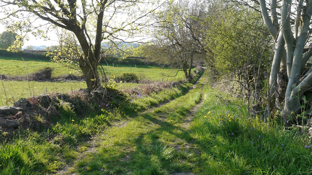 a dirt path running through a lush green field