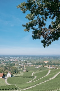 A vast, scenic landscape of a vineyard with winding paths, lush green fields, and scattered buildings. The foreground features the top of a large leafy tree, with a clear blue sky overhead. In the distance, a town or village is visible with numerous small houses nestled among greenery.