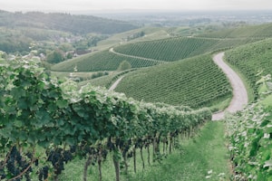 Toscana Classica