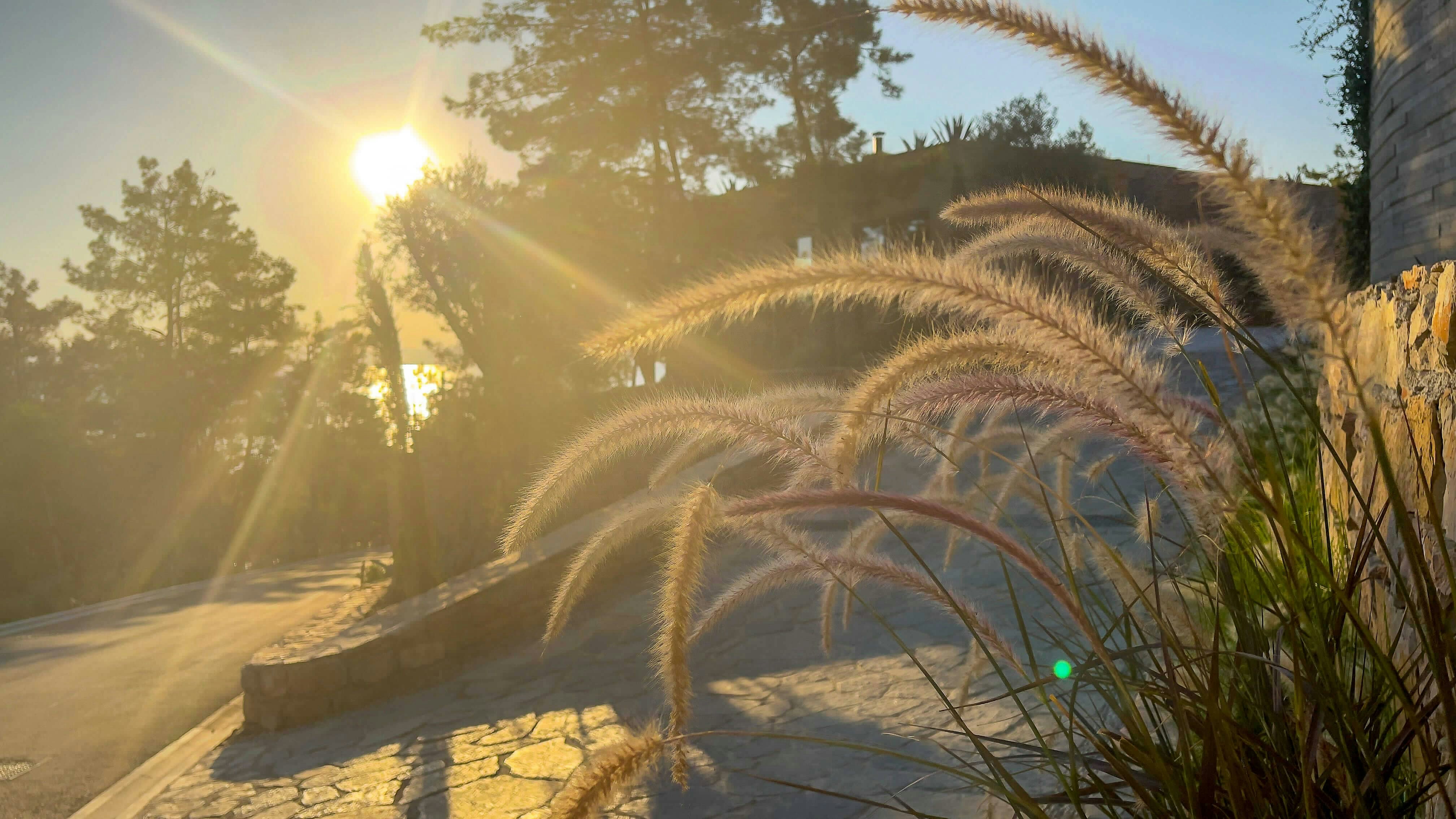 the sun shines through the trees and grass