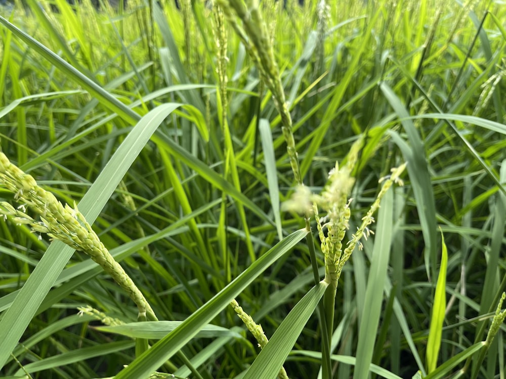 a field of tall green grass with lots of leaves