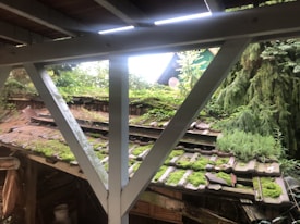 An old, weathered wooden roof is covered in green moss and small plants. A wooden structure is supported by white beams, with greenery and trees surrounding the area, contributing to a natural, overgrown appearance.