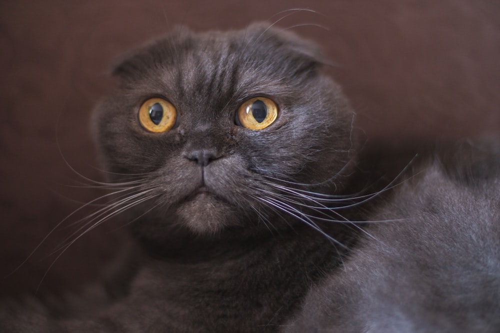 a black cat with yellow eyes laying down