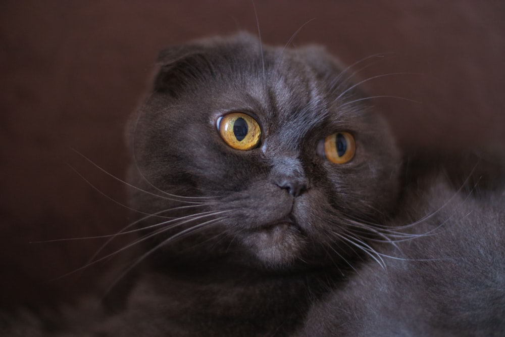 a black cat with yellow eyes looking at the camera