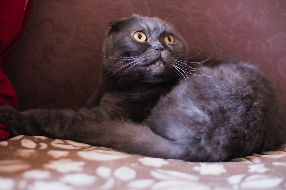 a gray cat laying on top of a bed