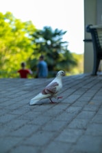 A pigeon with white and brown feathers stands on a tiled pathway. The background features blurred greenery and two indistinct people, one in red and another in blue. A bench is partially visible on the right side.
