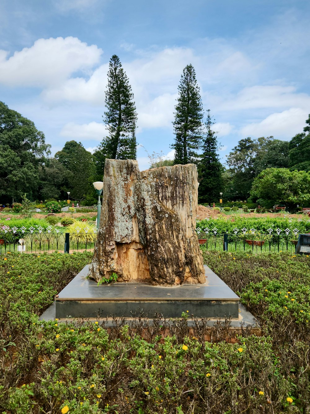 une grosse souche d’arbre assise au milieu d’un champ