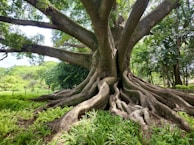 A massive, ancient tree with an extensive network of roots spreading out across the ground. The tree's thick trunk and branches fade into a lush, green canopy. Surrounding the tree is a vibrant array of green ferns and other foliage, with ample sunlight filtering through the leaves.