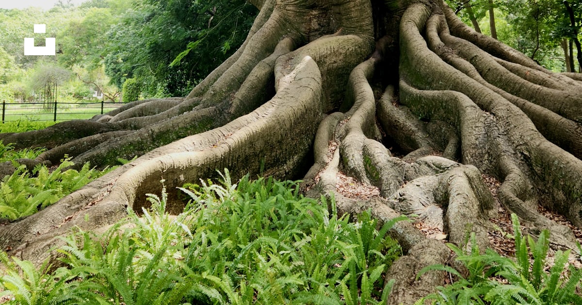 A large tree with its roots spread out photo – Free Karnataka Image on ...