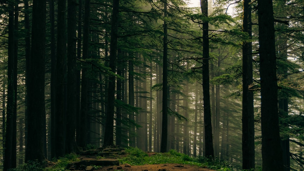 a forest filled with lots of tall trees