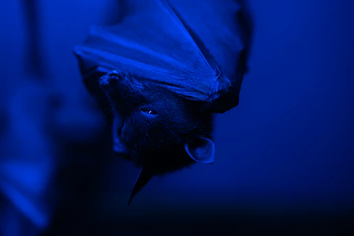 A mysterious bat curled up inside a dark cave, symbolizing mysticism and introspection.