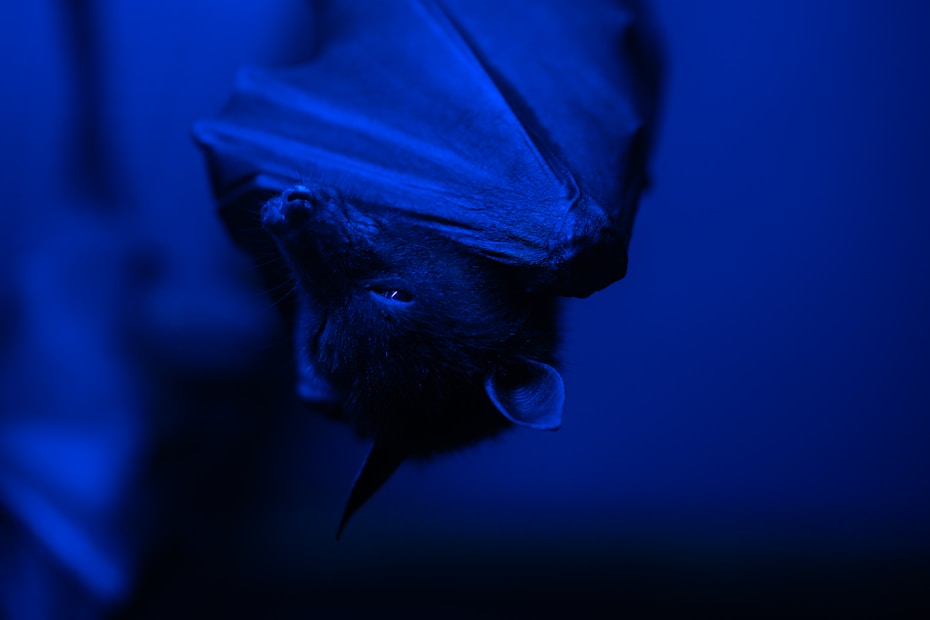 A bat hangs upside down, partially wrapped in its wings. The scene is illuminated by a monochromatic blue light, creating a mysterious and serene atmosphere.
