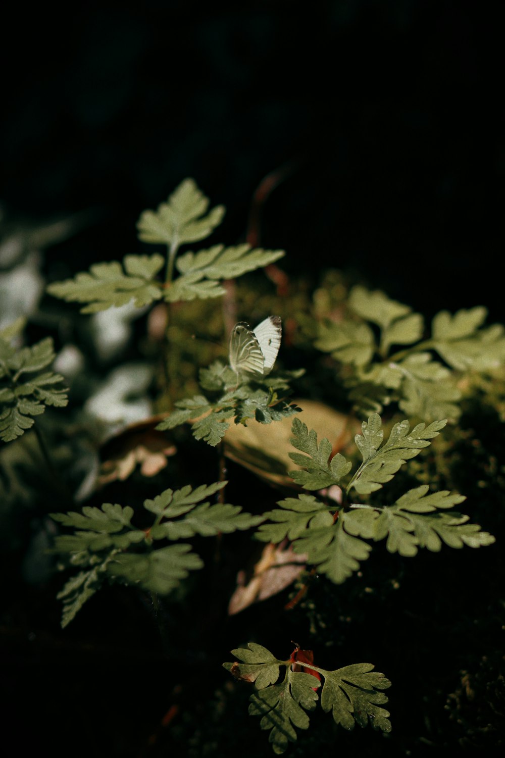 a white butterfly sitting on top of a green plant