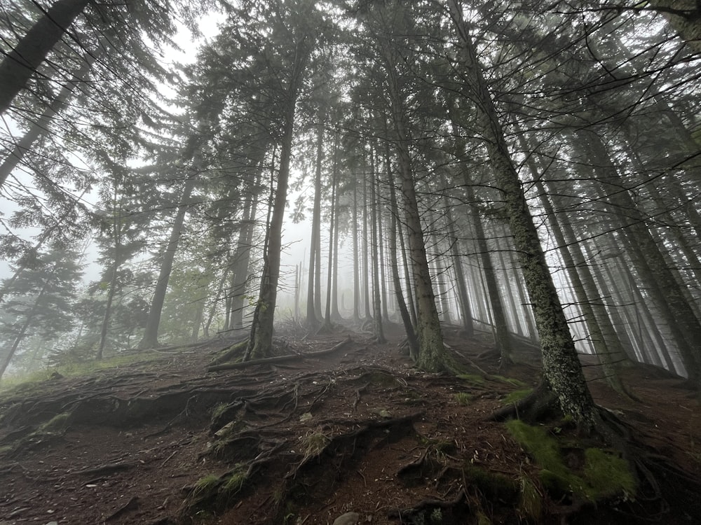 a foggy forest filled with lots of trees