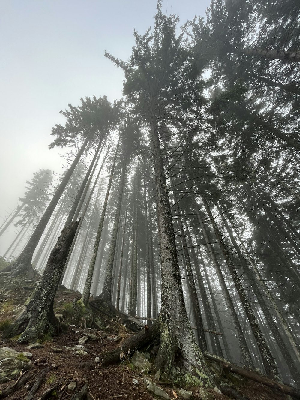 a forest filled with lots of tall trees