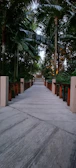 A cozy pathway lined with trees leading through the Río Claro property.
