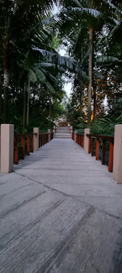 A cozy pathway lined with trees leading through the Río Claro property.