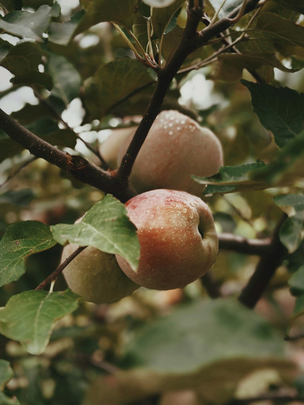 a couple of apples hanging from a tree