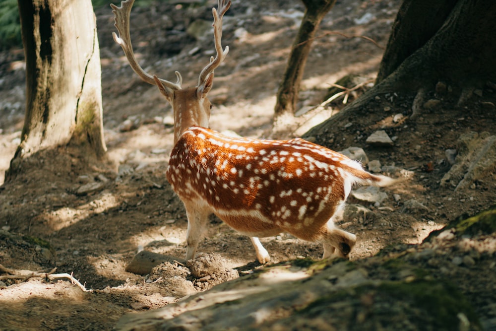 a small deer walking through a forest filled with trees