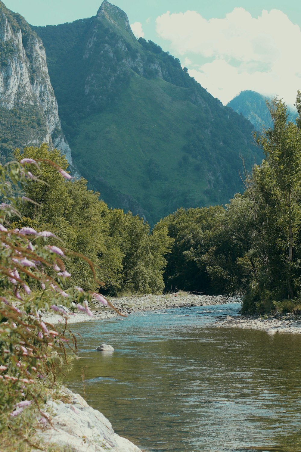 a river running through a lush green forest