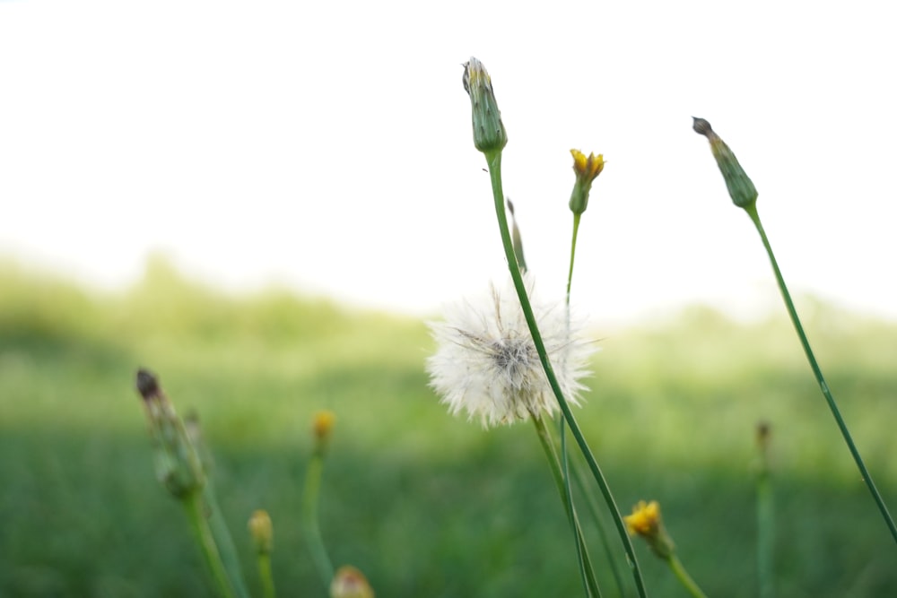 a bunch of flowers that are in the grass