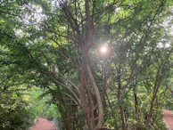 Soft sunlight filtering through tree branches creating dappled light on a path, evoking calm and reflection.