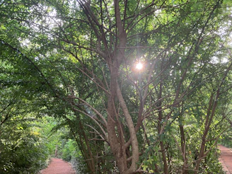 Soft sunlight filtering through tree branches creating dappled light on a path, evoking calm and reflection.