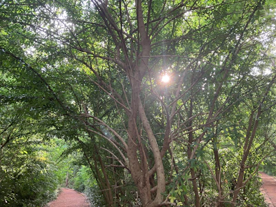 Sunlight filtering through leaves creating dappled shadows on a winding garden path.