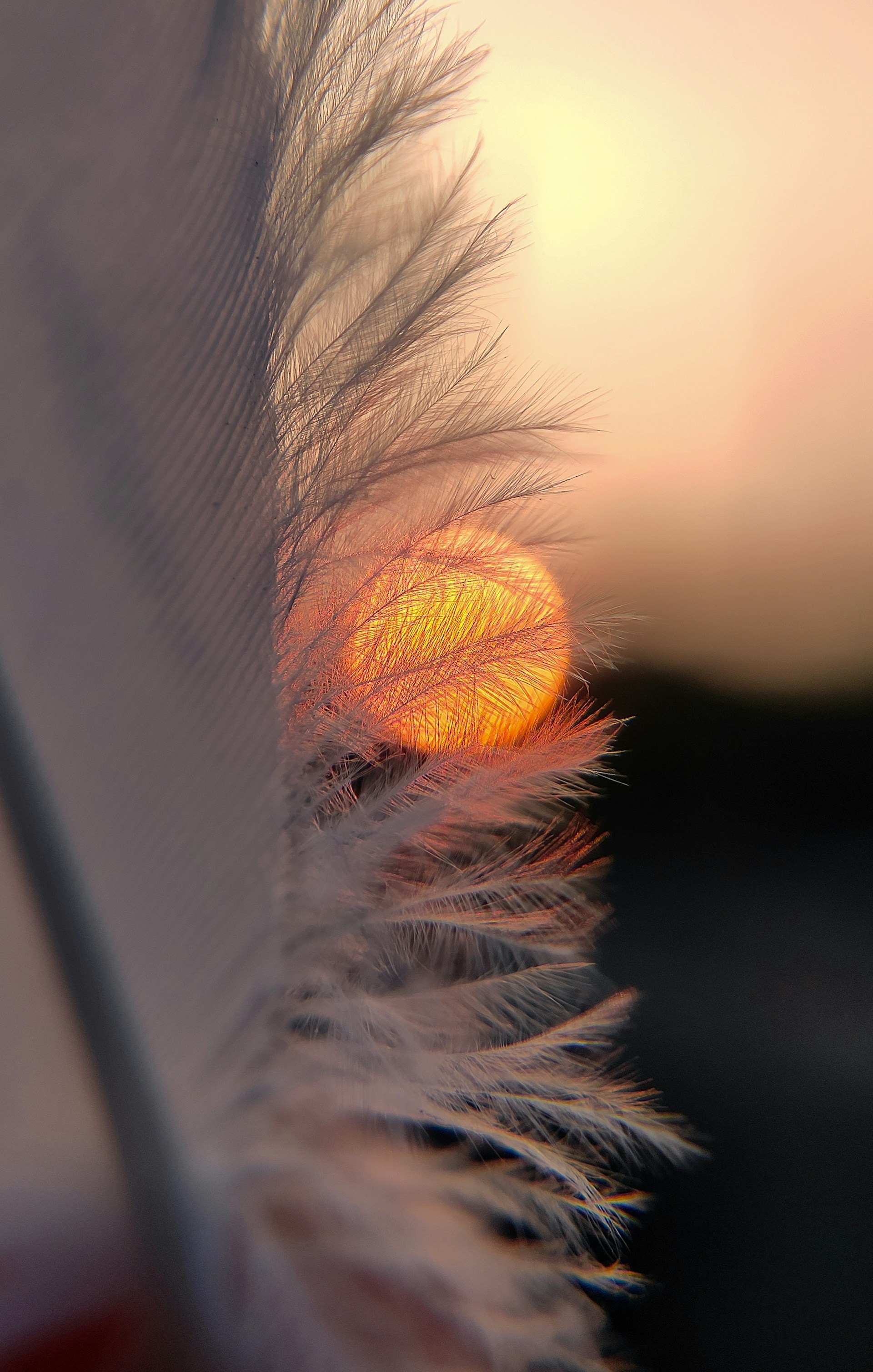 a close up of a feather with the sun in the background